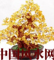 来宾买了招财植物却不能发财，是方位摆错了！